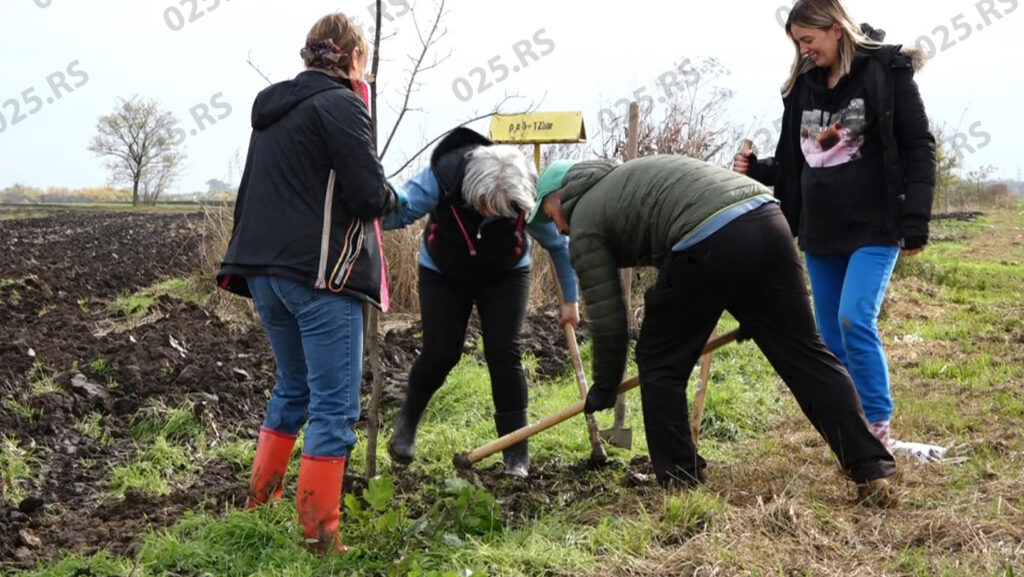 Pošumljavanje