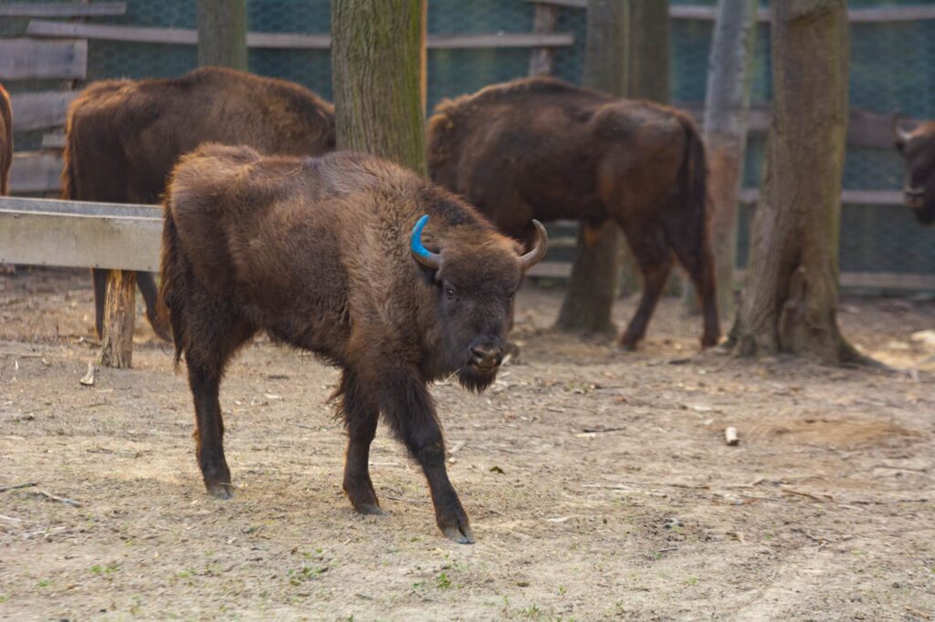 Nacionalni park Fruška gora - bizon