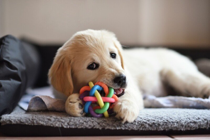 Pas i igračke