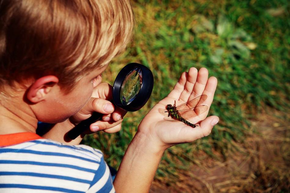 Dete i insekti