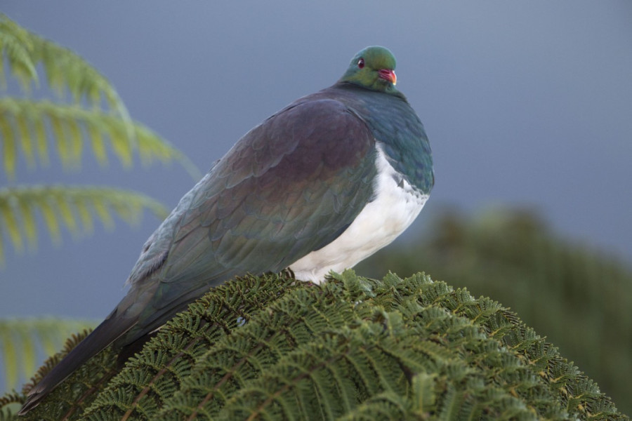 Ptica kereru