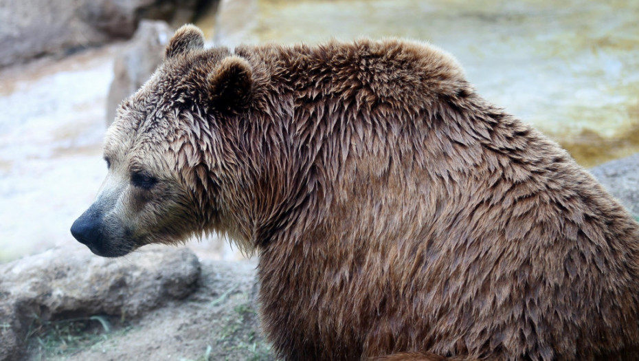 Ubijen mrki medved koji je povredio pet osoba u Slovačkoj