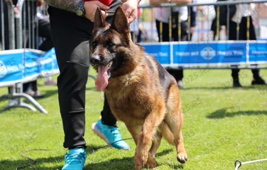  Crvenačka izložba pasa oborila balkanski rekord