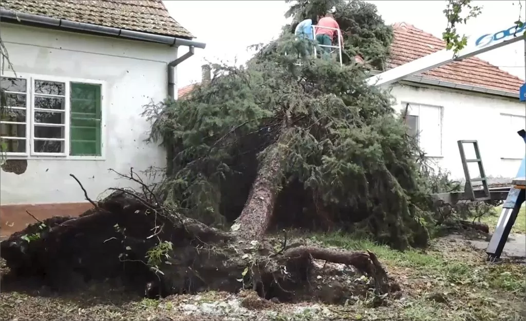 Srušeno stablo