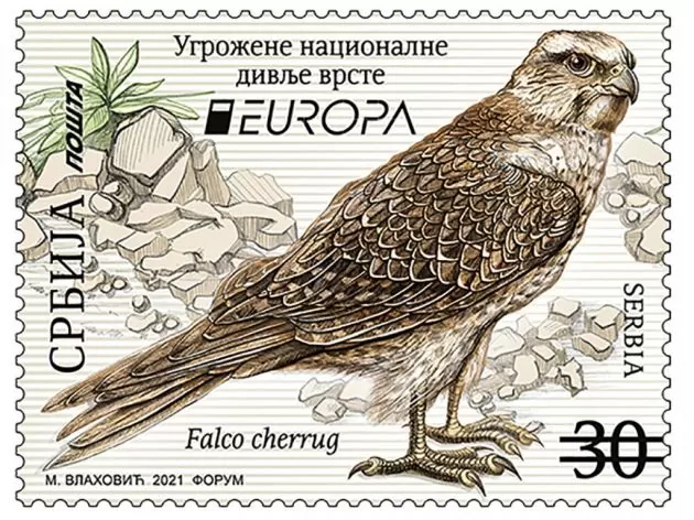 sivi soko markica