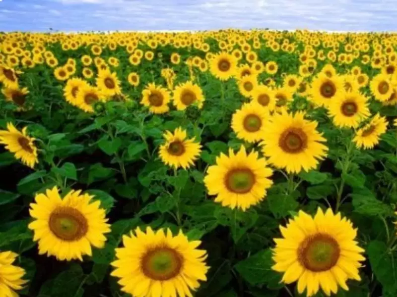 suncokret