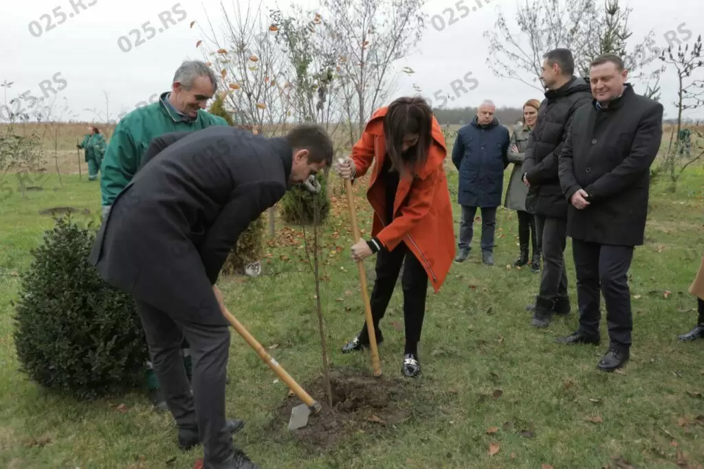 Sadnja u Miletiću
