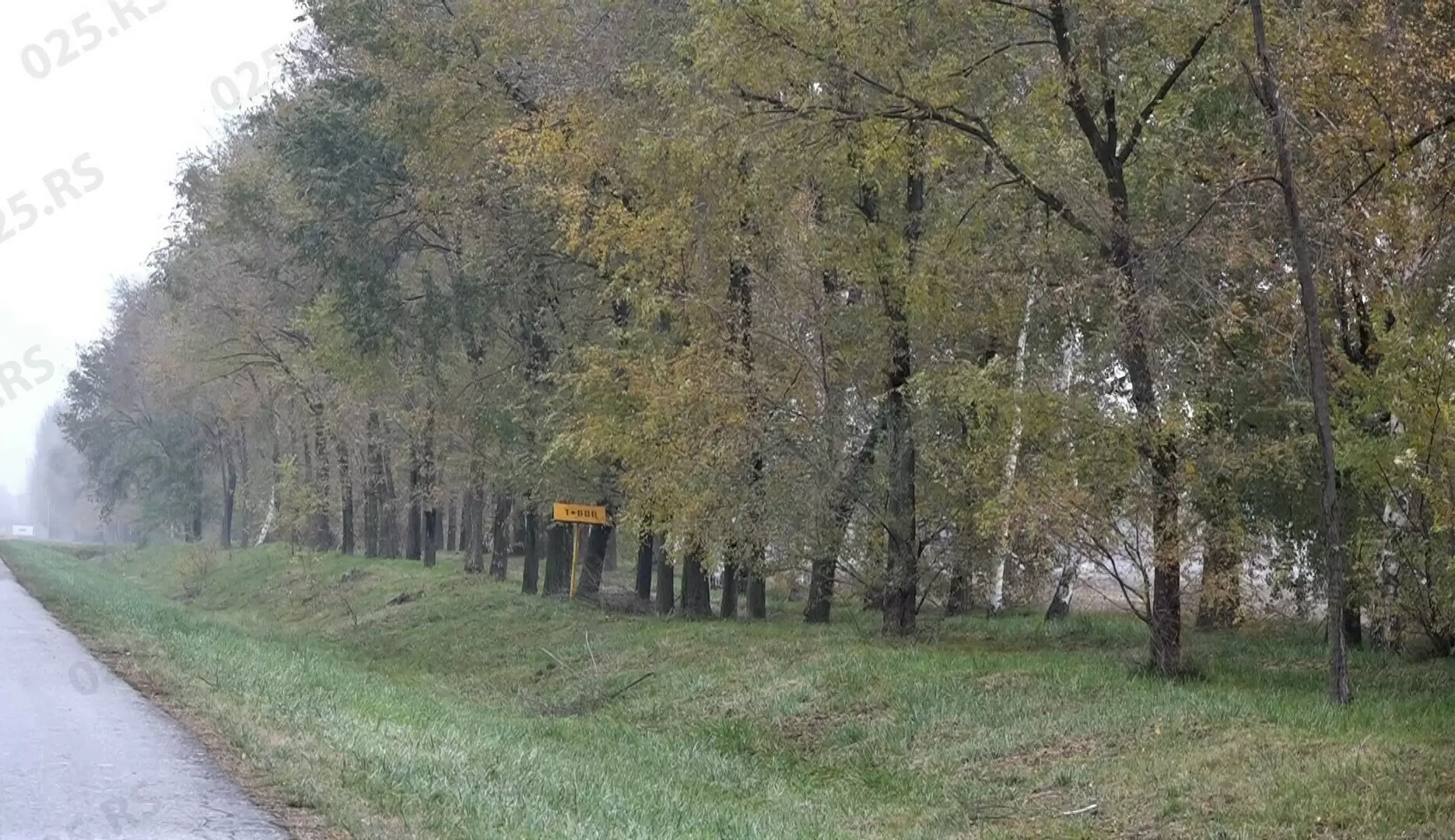 Pošumljavanje