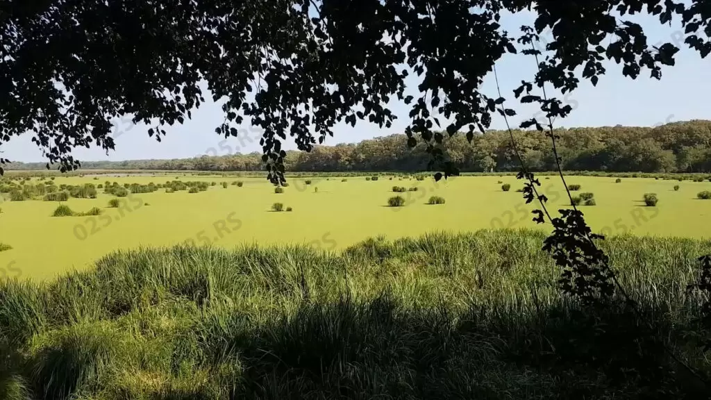 Podunavlje