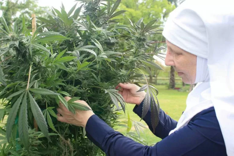 marihuana