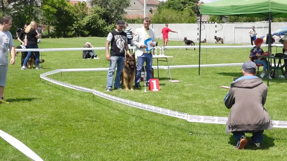 Izložba pasa - Sivac
