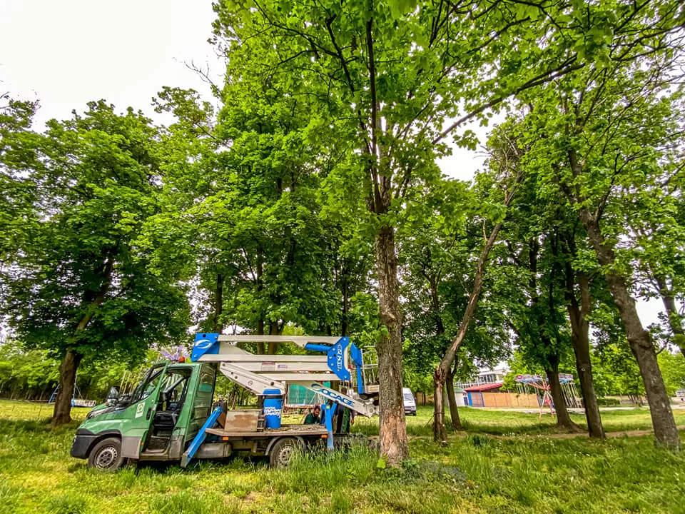 JKP "Zelenilo" - orezivanje