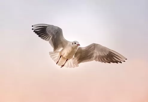 Galebovi