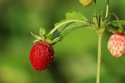 Jagode