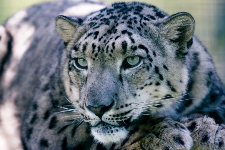 Leopard