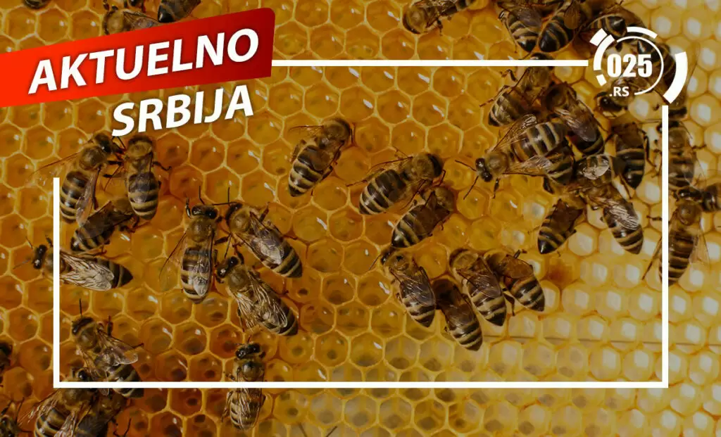 aktuelno - pčele
