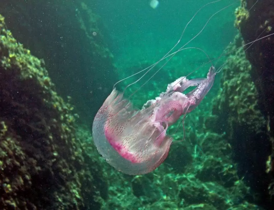 meduza