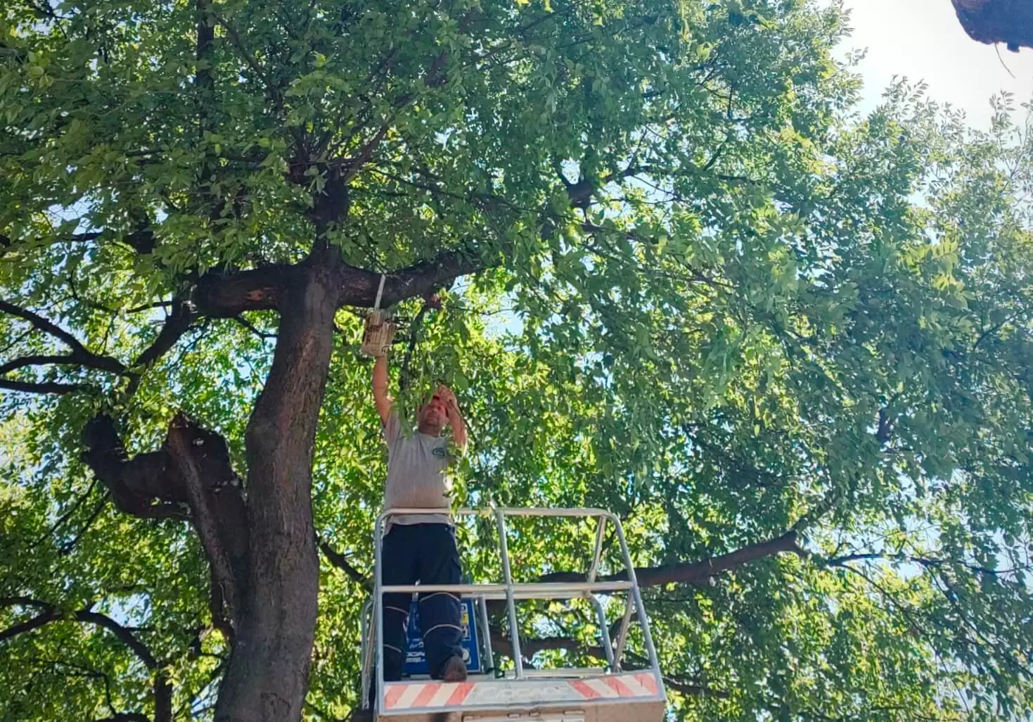 Sombor - orezivanje