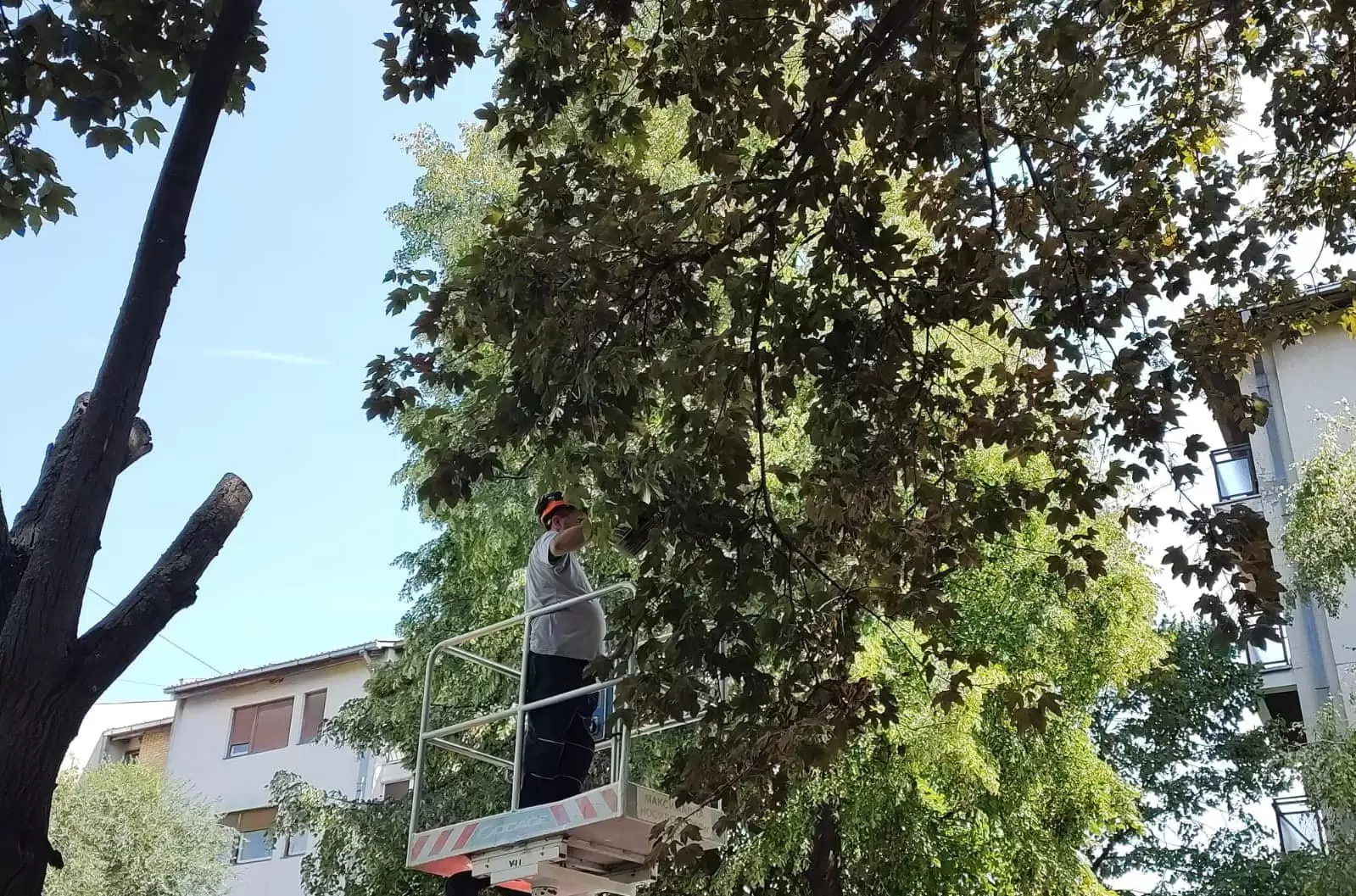 JKP "Zelenilo" - orezivanje