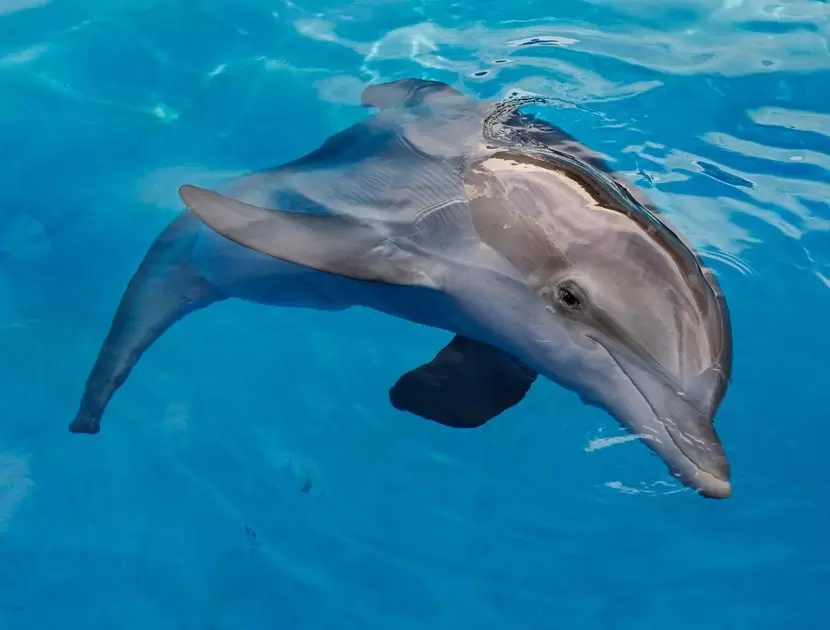 Delfin