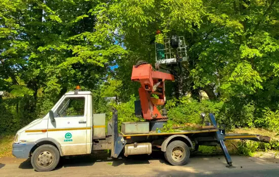 JKP Zelenilo Sombor - orezivanje drvoreda