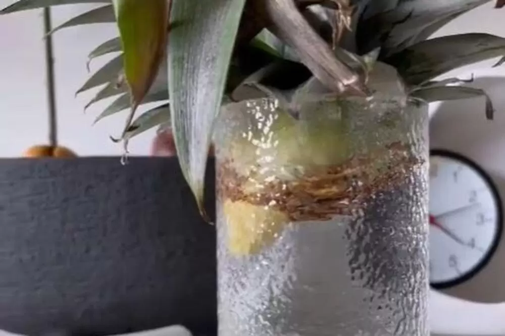 Ananas