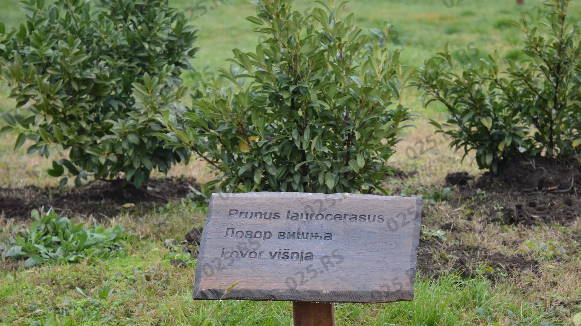 Gradski park - sadnja u Bloku 82 - 1