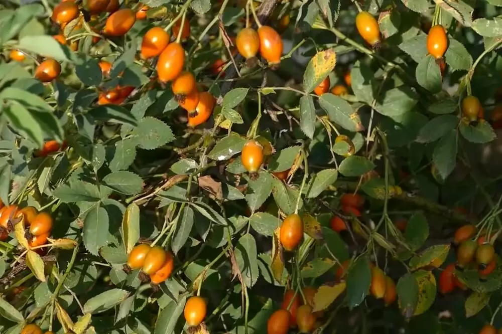 Šipurak