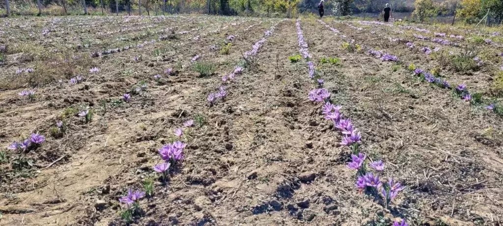 Šafran