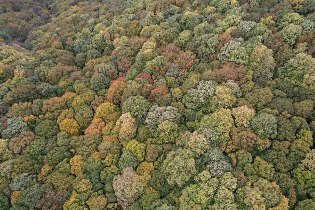 šuma