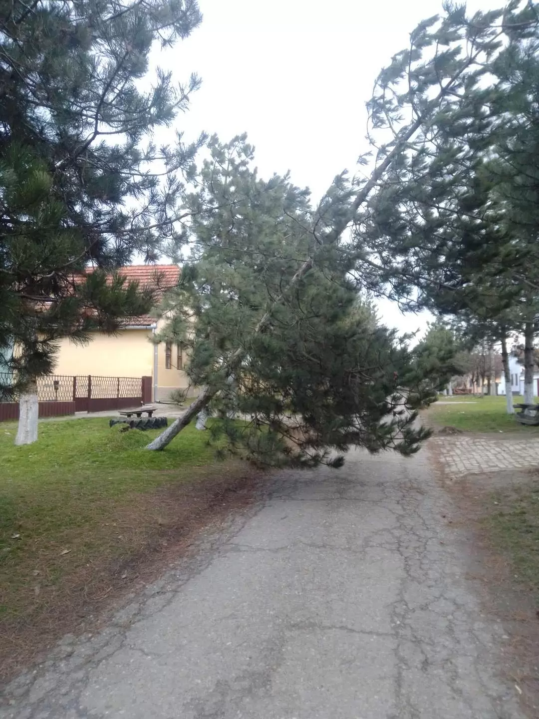 Napuknuće drveća 1