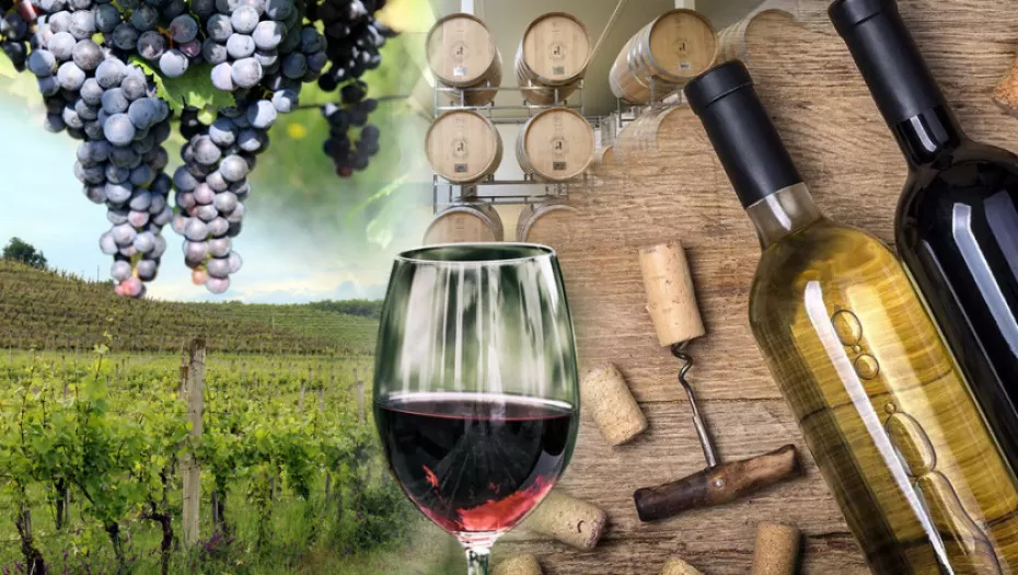 Vino