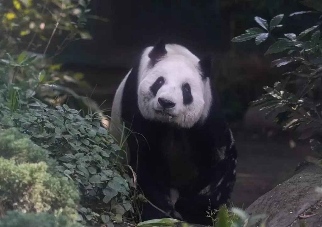 Panda