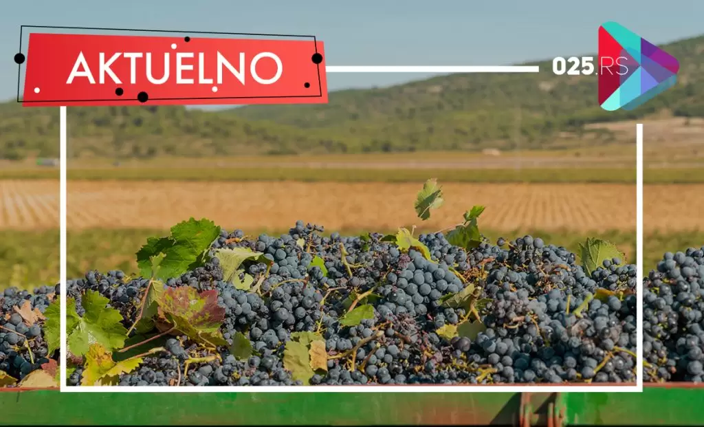 aktuelno - vinogradi