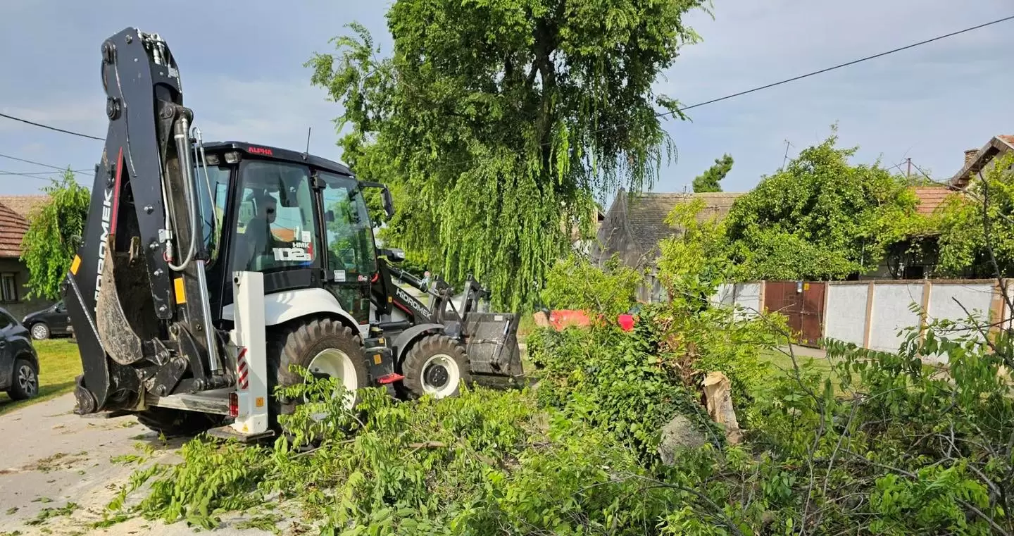 NN lice srušilo drvo u Somboru 3