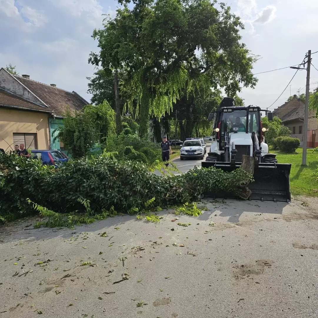 NN lice srušilo drvo u Somboru