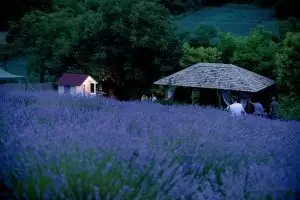 Kula - Lavanda džez 4
