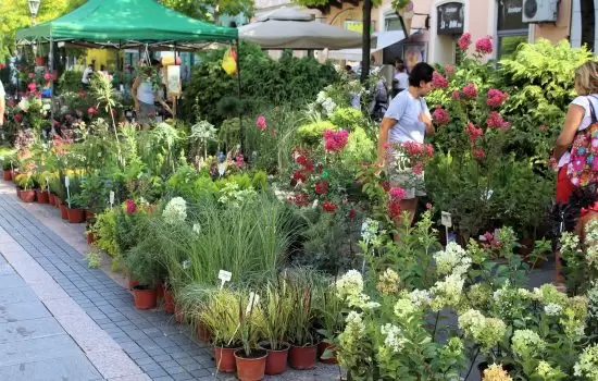 U toku 30. Međunarodni sajam pčelarstva u Somboru 