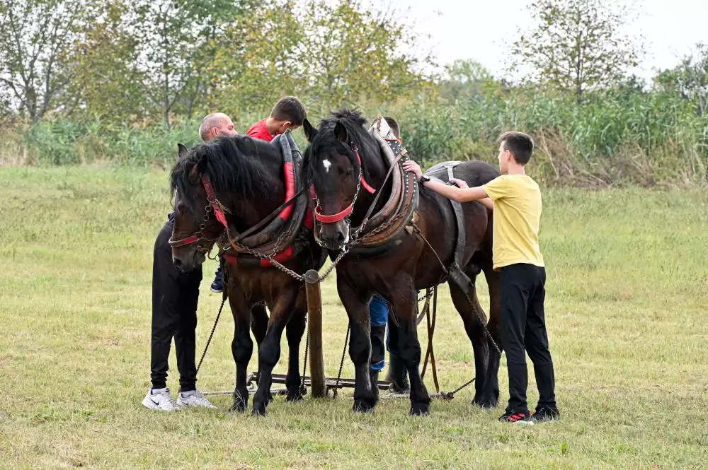 Štraparijada