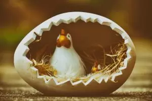Kokoška i jaje