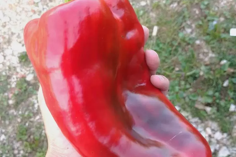 Paprika