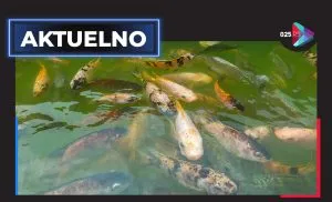 aktuelno