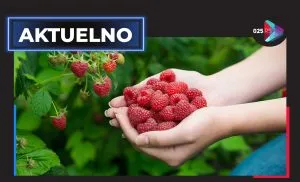 aktuelno